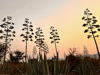 33a08333 Efe5 4aca 8cd7 Defd3c7bfef2