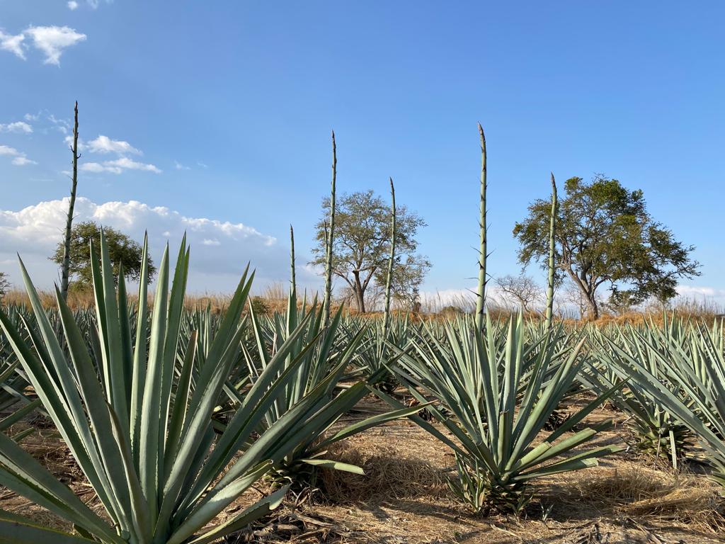 8711735a 6955 492d 971a F59f28deb4a7